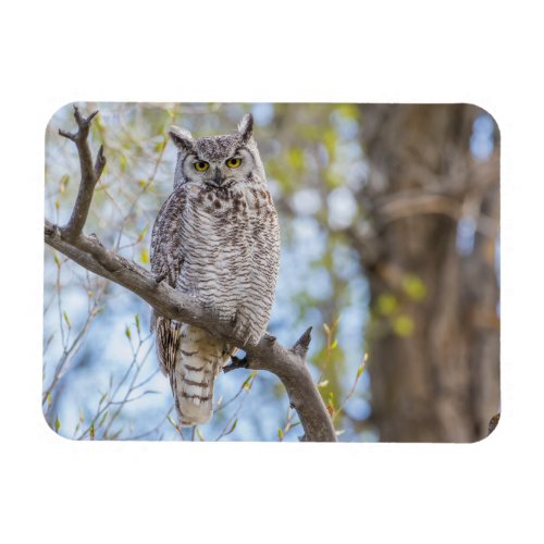 Great Horned Owl  Lincoln County Wyoming Magnet