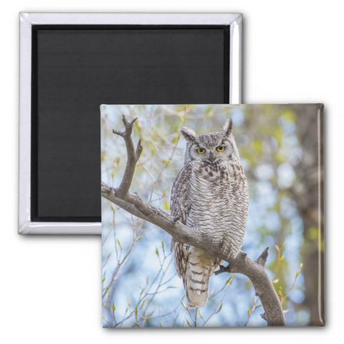 Great Horned Owl  Lincoln County Wyoming Magnet