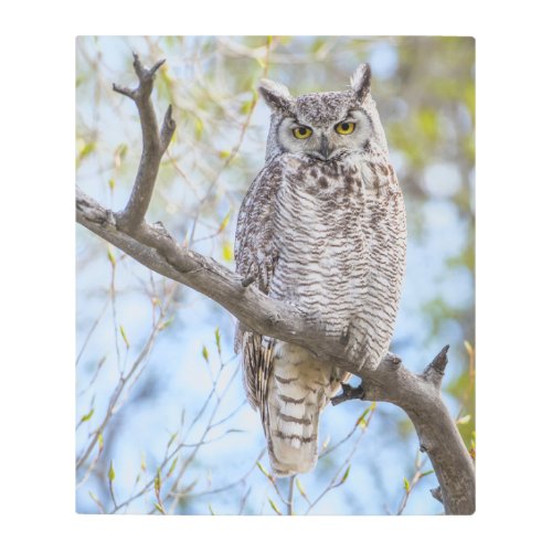Great Horned Owl  Lincoln County Wyoming Metal Print