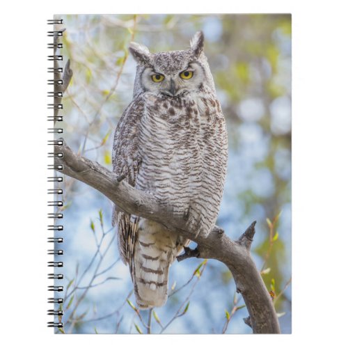 Great Horned Owl  Lincoln County Wyoming Notebook