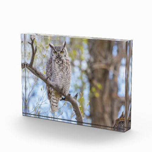 Great Horned Owl  Lincoln County Wyoming Photo Block