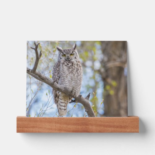 Great Horned Owl  Lincoln County Wyoming Picture Ledge