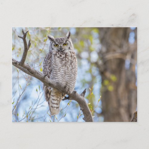 Great Horned Owl  Lincoln County Wyoming Postcard