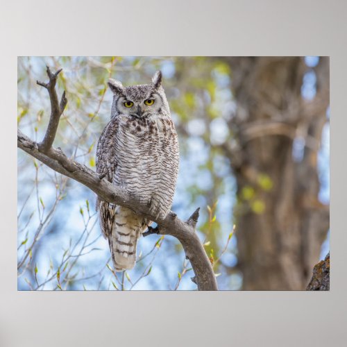 Great Horned Owl  Lincoln County Wyoming Poster