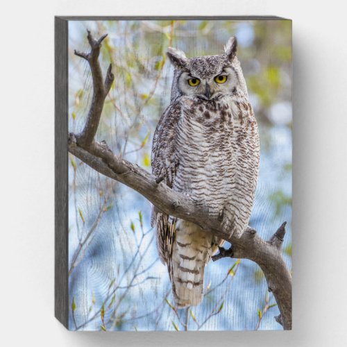 Great Horned Owl  Lincoln County Wyoming Wooden Box Sign
