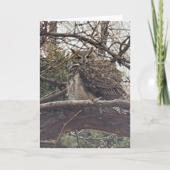 Great Horned Owl - Number 2 Floof Card by llaureti at Zazzle