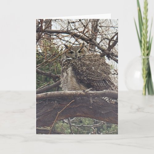 Great Horned Owl _ Number 2 Floof Card