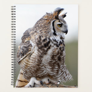 Great Horned Owl Photo Planner