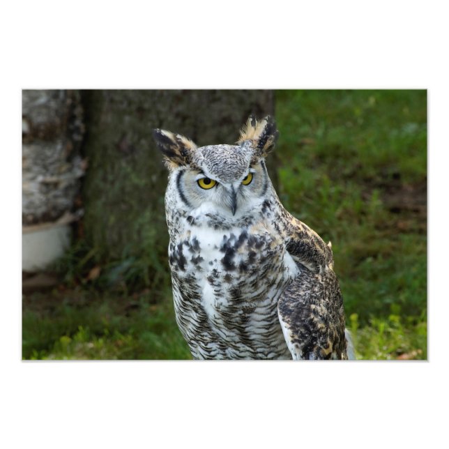 Great Horned Owl Photo Print (Front)