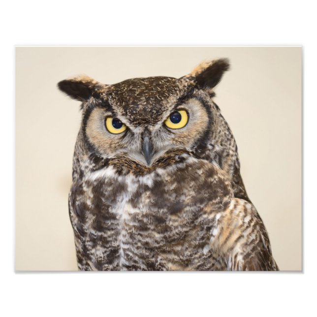 Great Horned Owl Photo Print (Front)