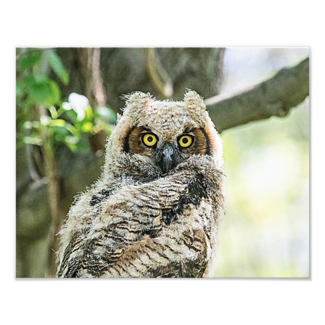 Great Horned Owl Photo Print (Front)