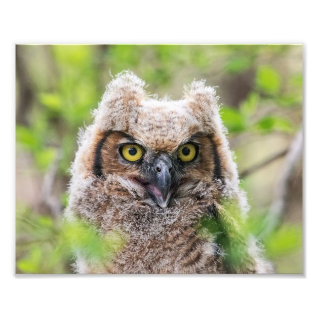 Great Horned Owl Photo Print (Front)