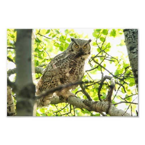 Great Horned Owl Photo Print
