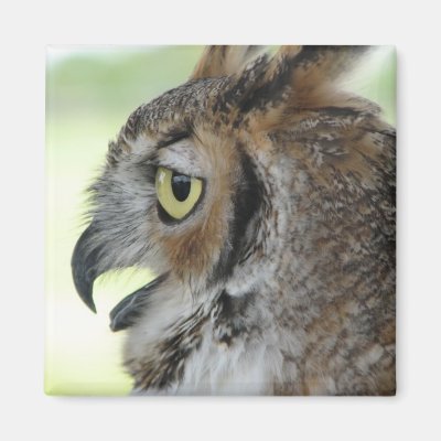 Great Horned Owl Portrait Magnet