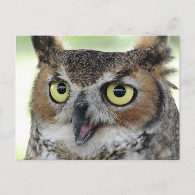 Great Horned Owl Portrait Postcard (Front)