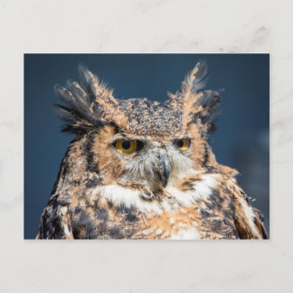 Great Horned Owl Portrait Postcard