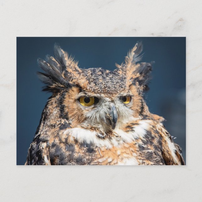 Great Horned Owl Portrait Postcard (Front)