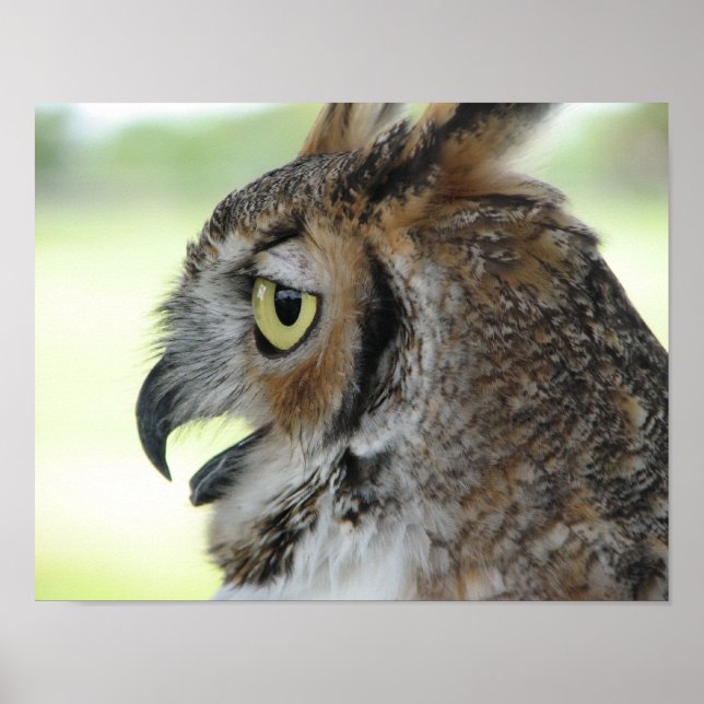 Great Horned Owl Portrait Poster (Front)