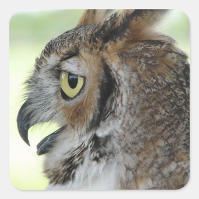 Great Horned Owl Portrait Square Sticker