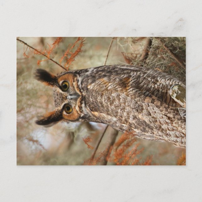 Great Horned Owl Postcard (Front)
