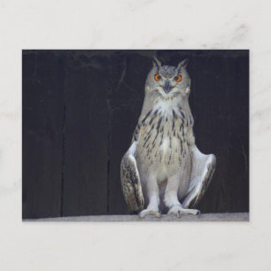 Great Horned Owl Postcard