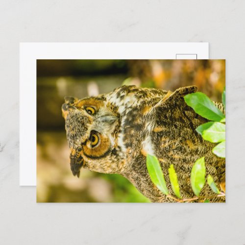 Great Horned Owl Postcard