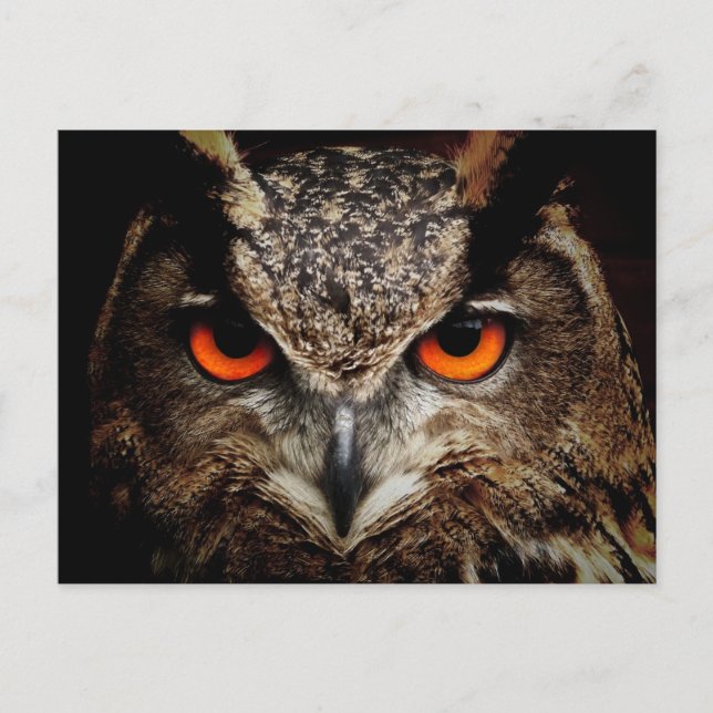 great horned owl postcard (Front)