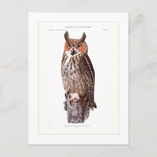 Great Horned Owl Postcard (Front)