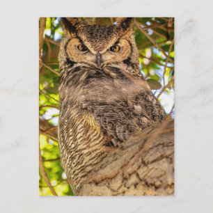 Great Horned Owl Postcard Wildlife Nature Photo