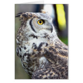Great Horned Owl Profile (Front)