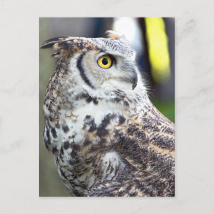 Great Horned Owl Profile Postcard