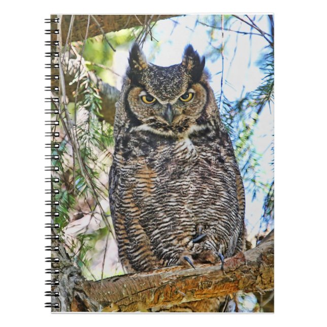 Great Horned Owl Staring Notebook (Front)