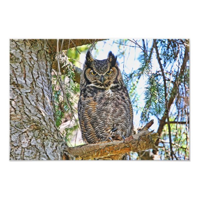 Great Horned Owl Staring Photo Print (Front)