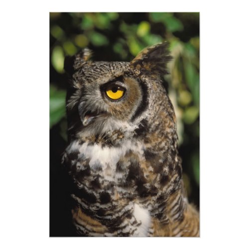 great horned owl Stix varia in the Anchorage Photo Print