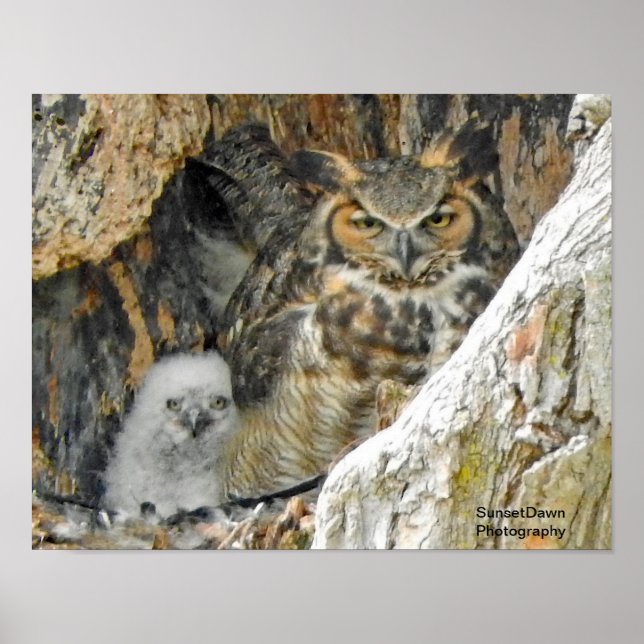 Great Horned Owl with Owlet Poster (Front)