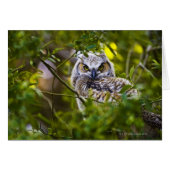 Great Horned Owlet (Front Horizontal)