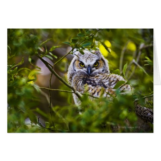 Great Horned Owlet Cards (Front Horizontal)