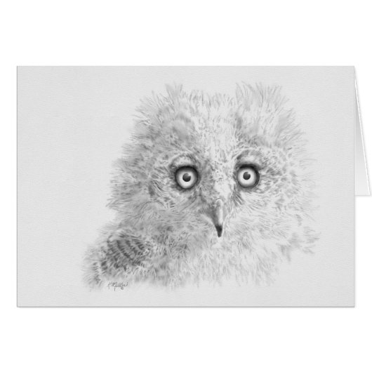 Great Horned Owlet Drawing (Front Horizontal)