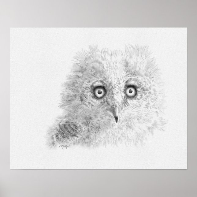 Great Horned Owlet Drawing Poster (Front)