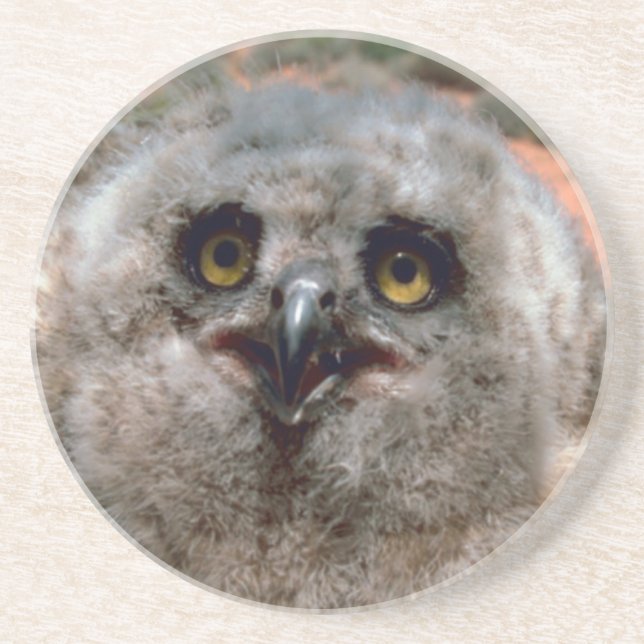 Great Horned Owlet Drink Coaster (Front)