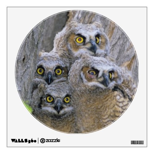 Great Horned Owlets Bubo virginianus nest in a Wall Sticker