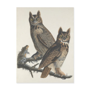 Great Horned Owls Spooky Vintage Illustration Postcard