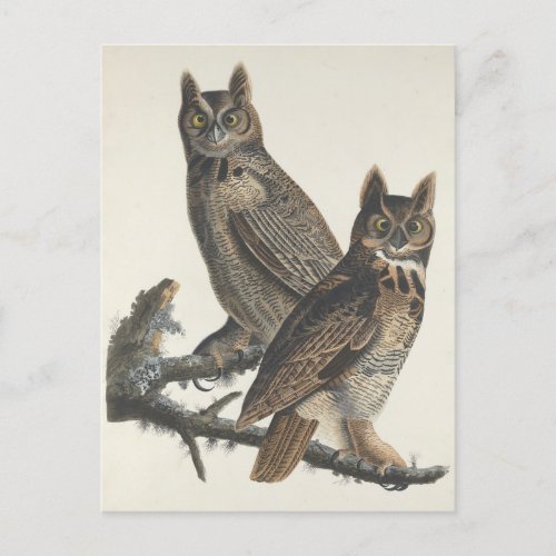 Great Horned Owls Spooky Vintage Illustration Postcard