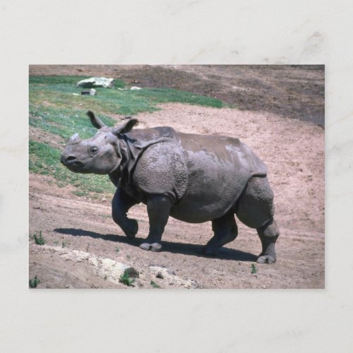 Great Indian One_Horned Rhino Postcard