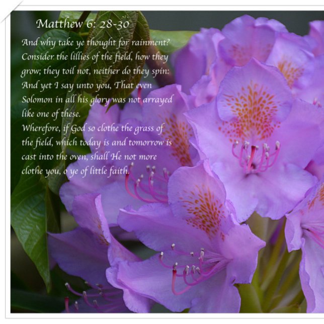 Great Is Thy Faithfulness! Postcard (Creator Uploaded)