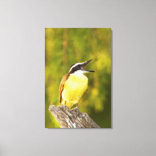 Great Kiskadee calling from perch Canvas Print