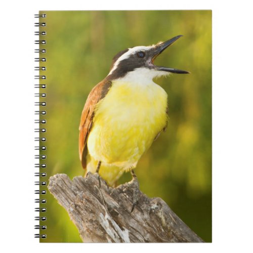 Great Kiskadee calling from perch Notebook