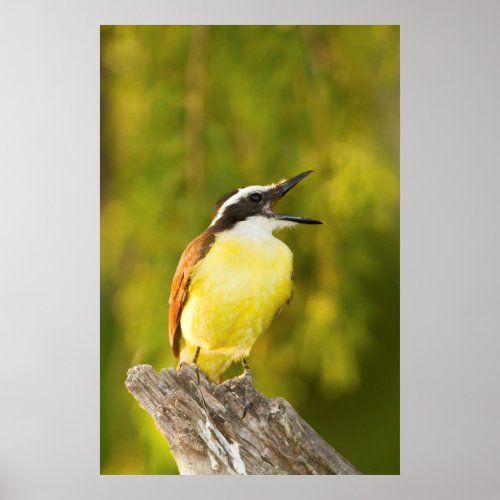 Great Kiskadee calling from perch Poster