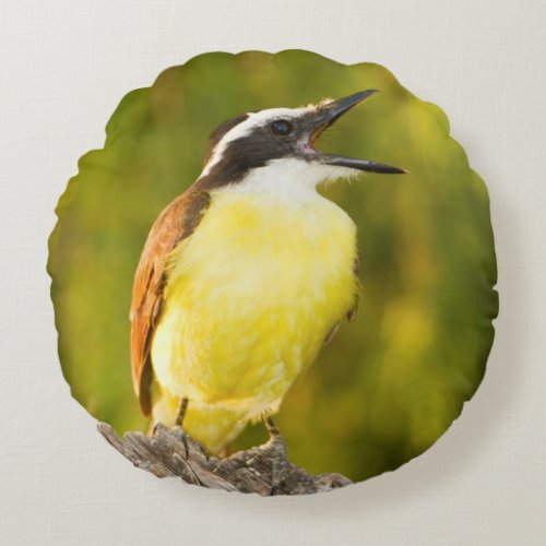 Great Kiskadee calling from perch Round Pillow