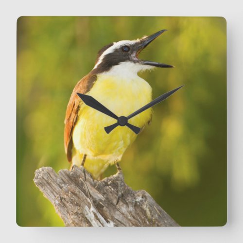 Great Kiskadee calling from perch Square Wall Clock